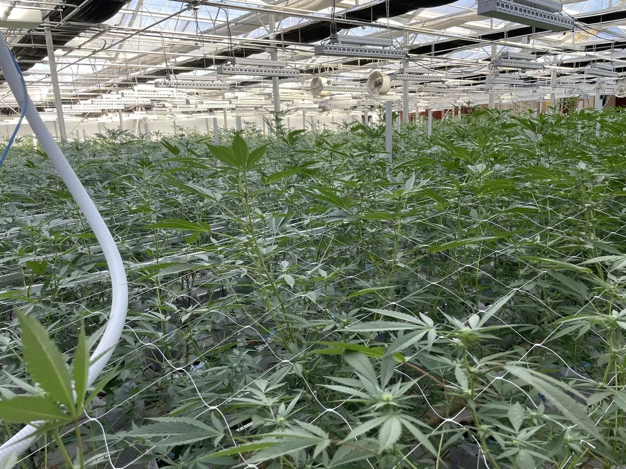 Canopy Management