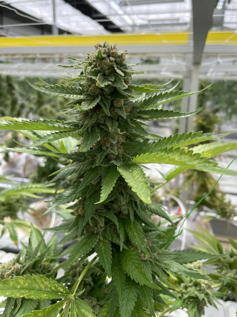Early Flower