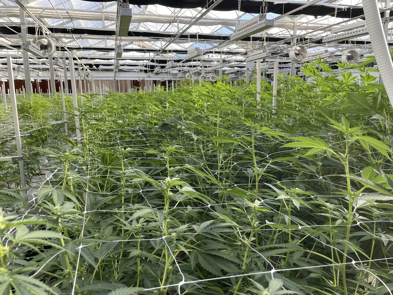 Flowering Room