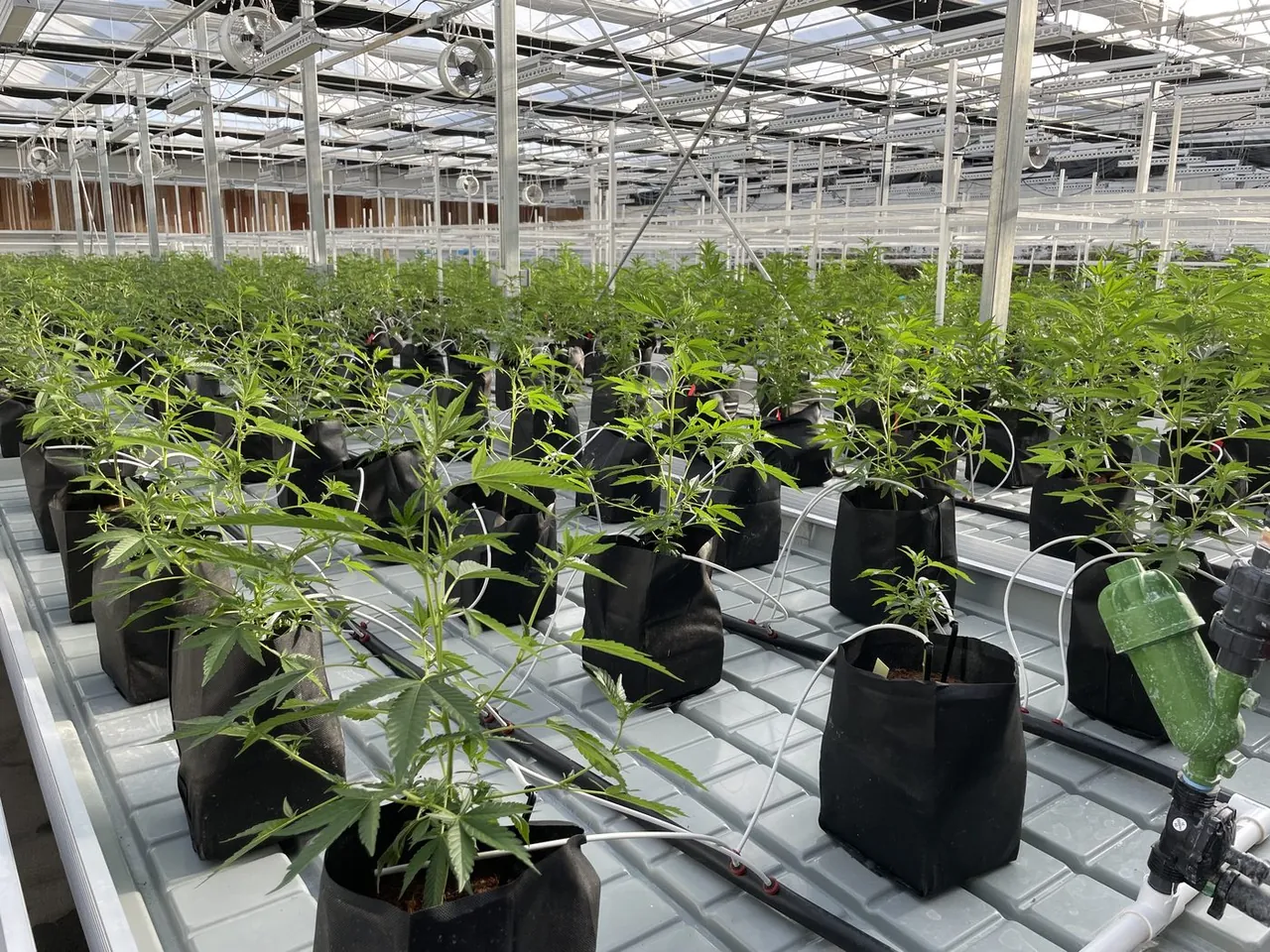 Carina Farms grow room
