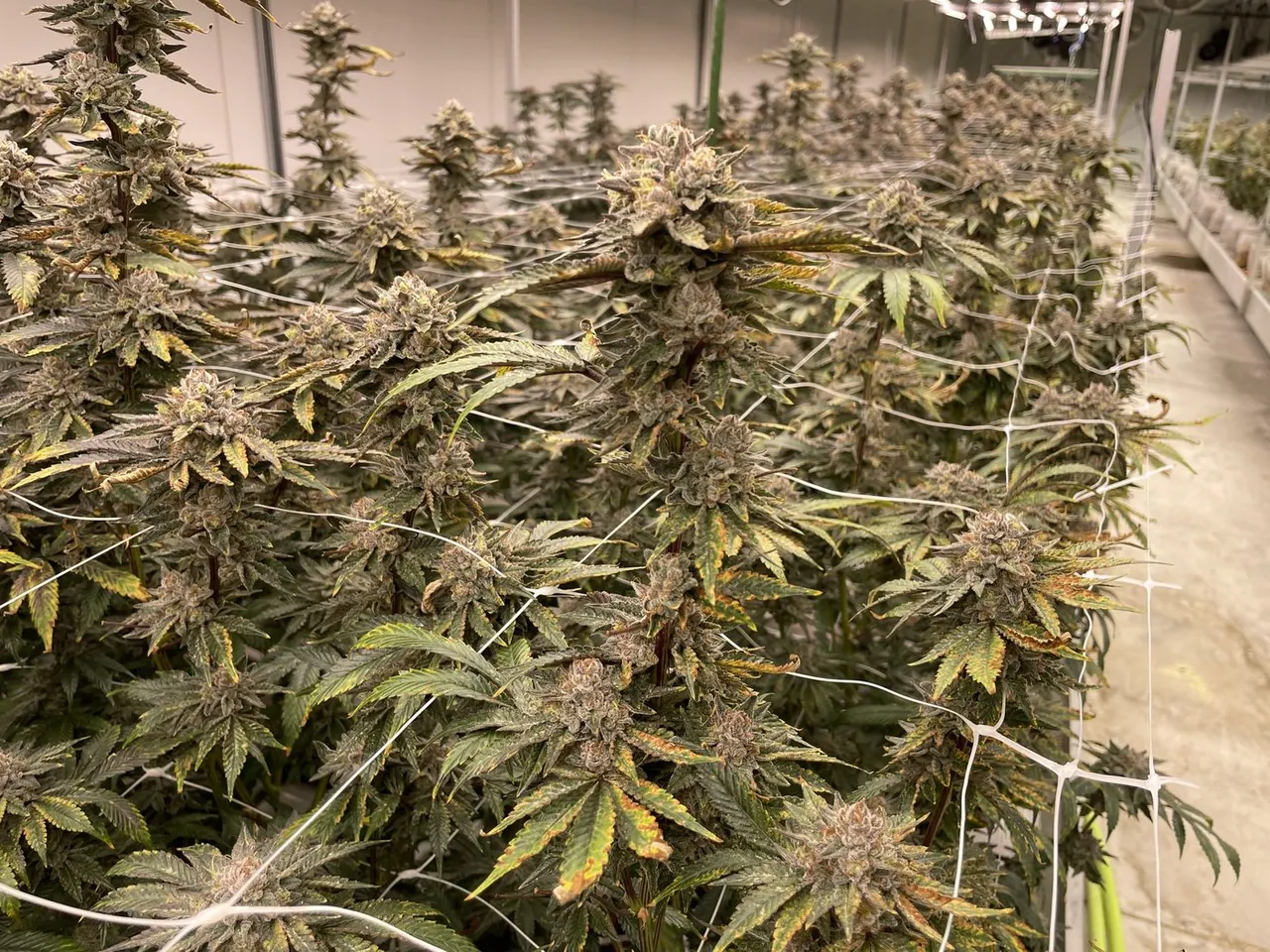 Harvest Ready