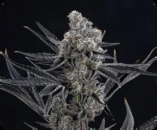 Oreoz Blizzard