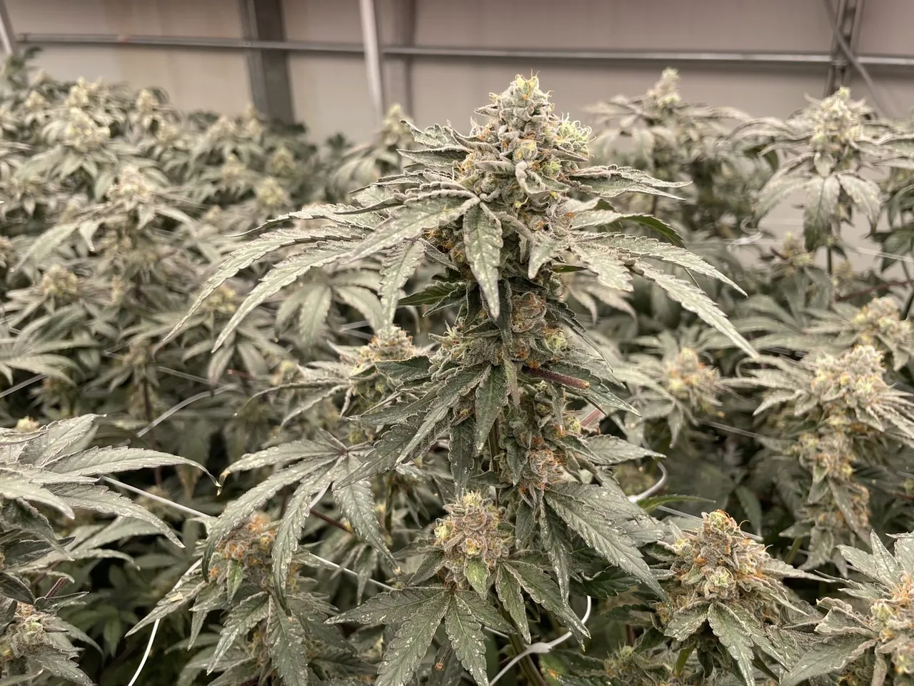 Premium Flower