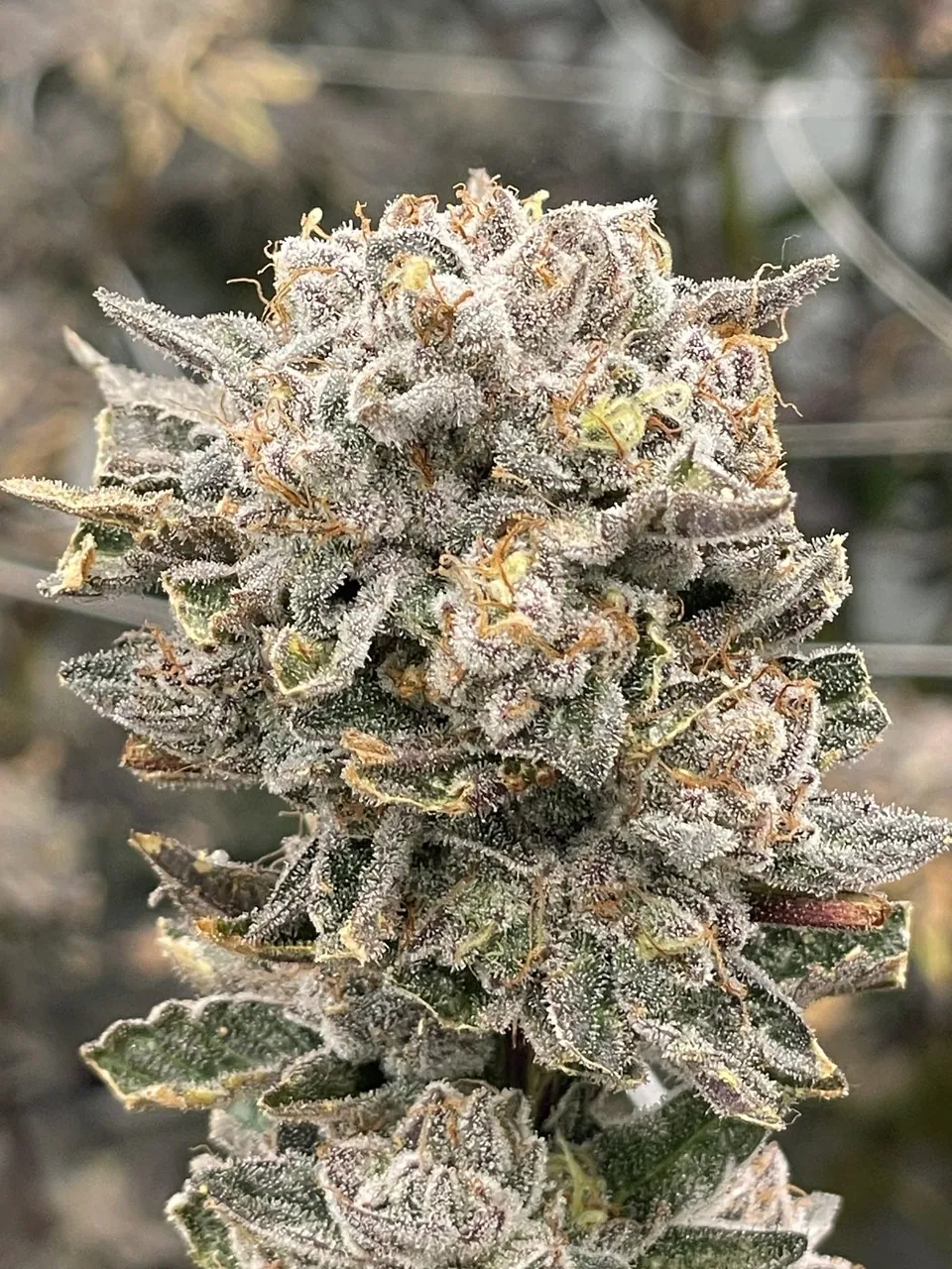 Strain Detail