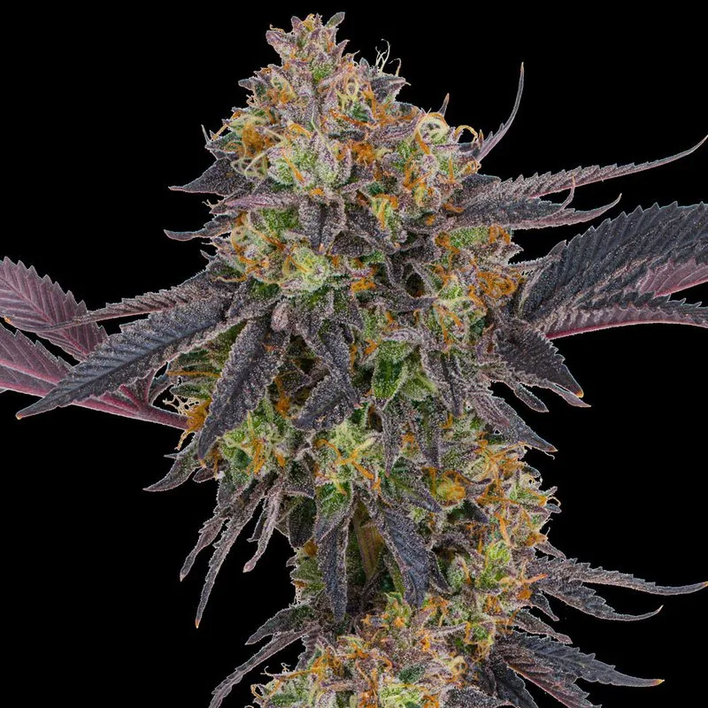 Tropicana Cherry